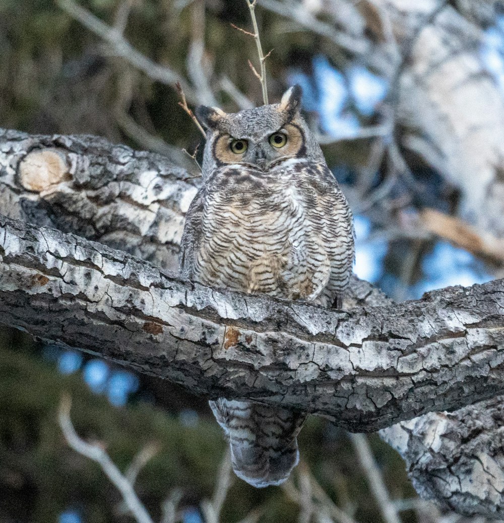 brown owl on brown tree branch during daytime