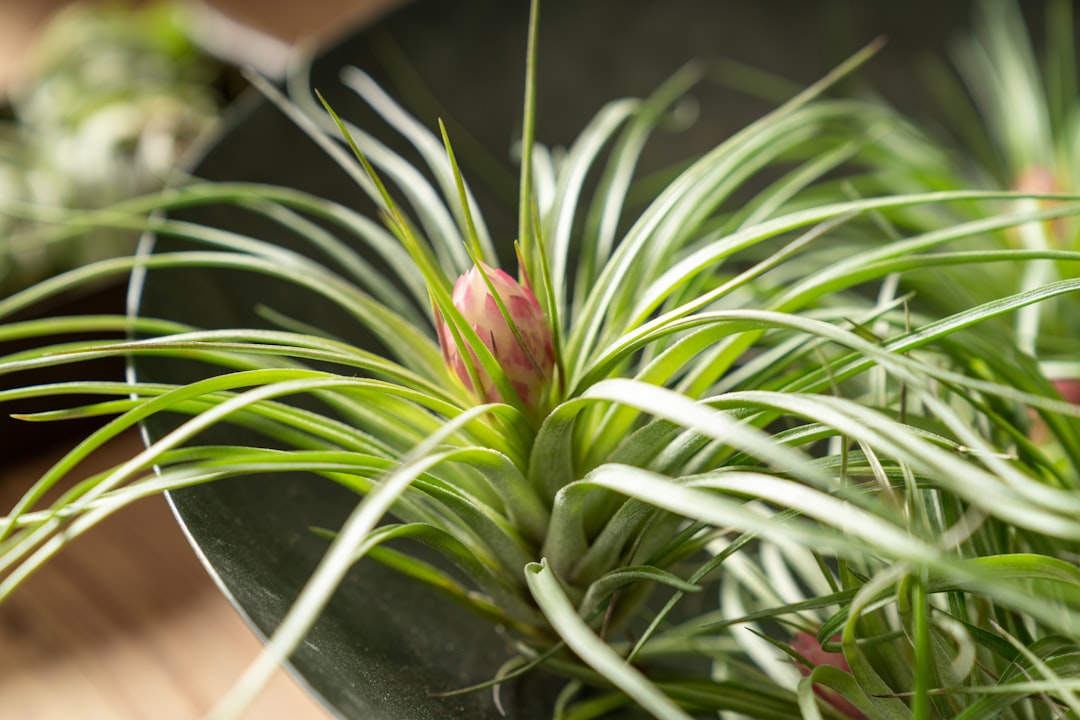 pink flower on black pot