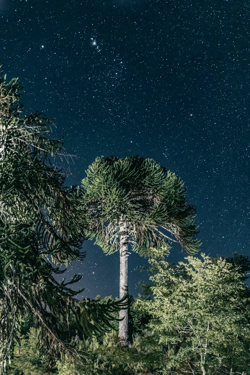 árvore verde sob o céu azul durante a noite