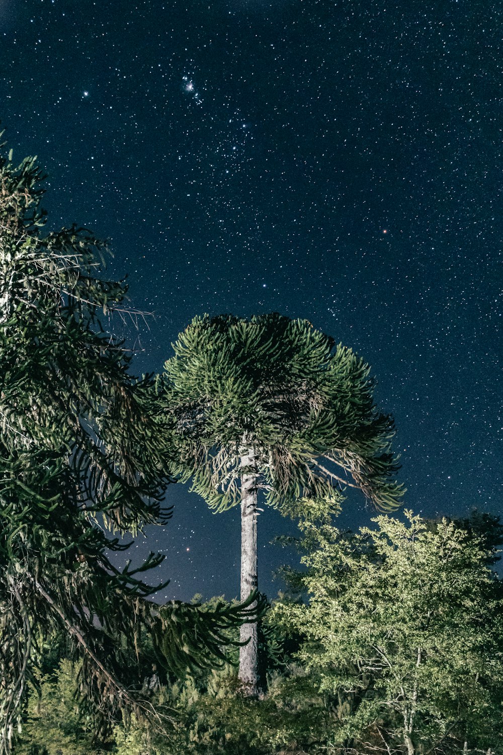 green tree under blue sky during night time