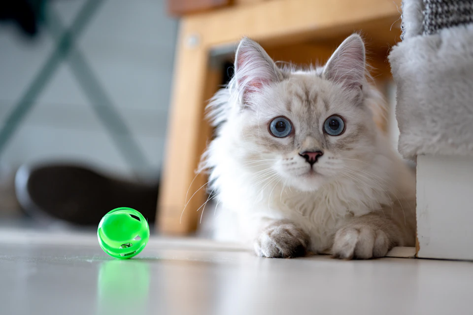White cat lies on gray floor, looking up at something off-camera with blue eyes