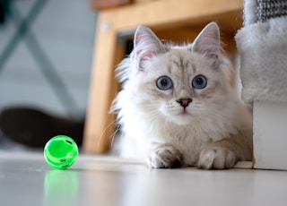 white and brown cat on white table