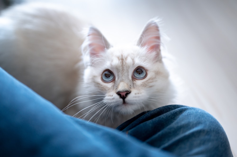 white and brown cat on blue textile
