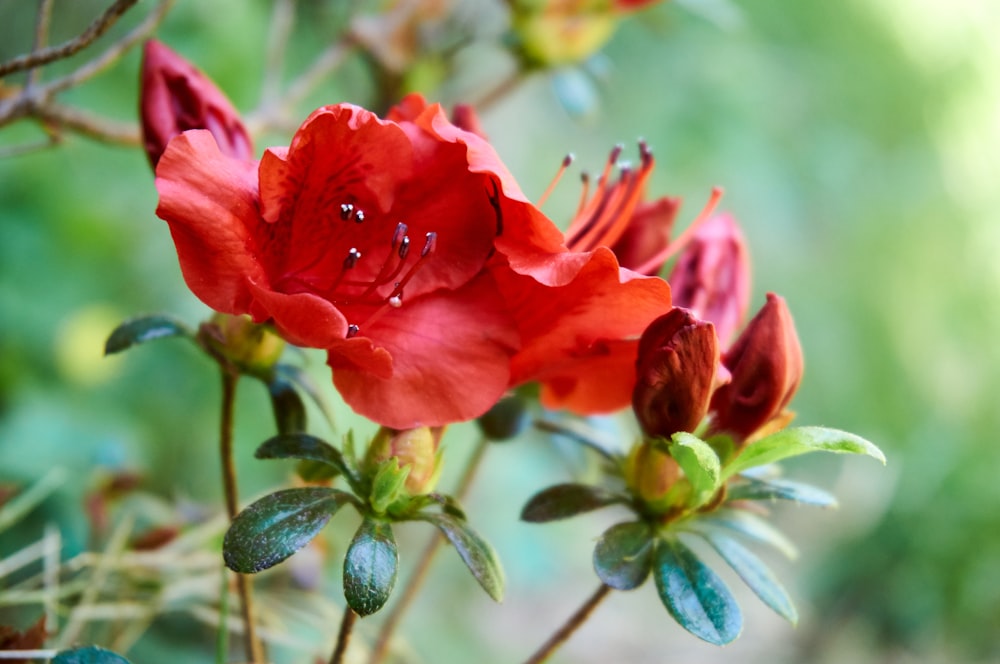 red rose in bloom during daytime