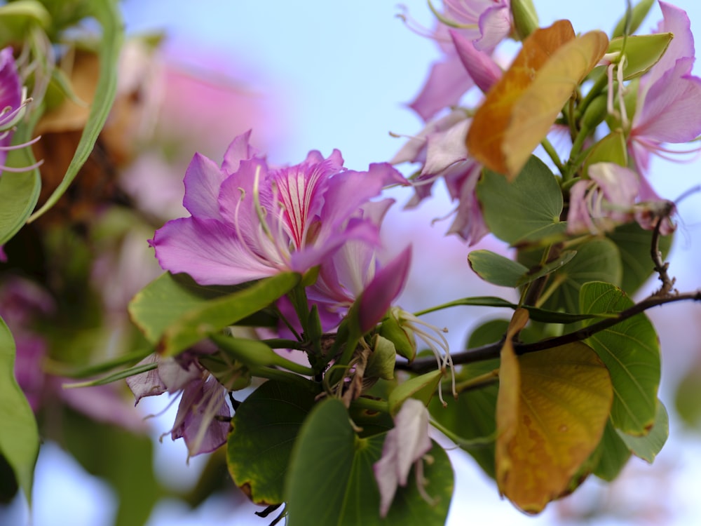 pink flower with green leaves