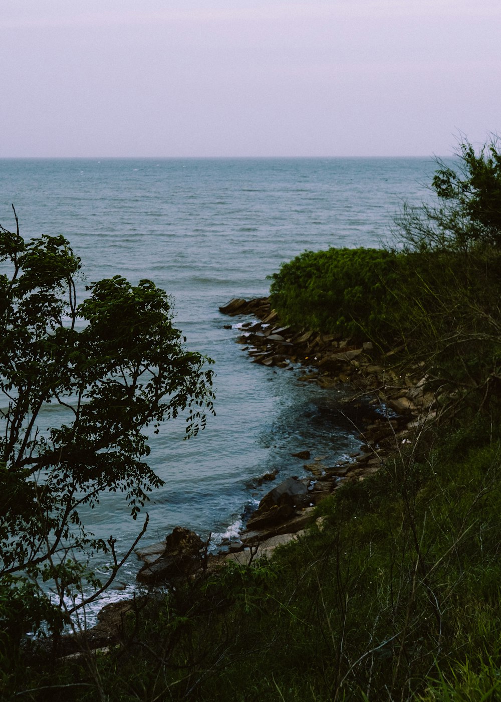 green trees near body of water during daytime