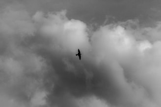A soft black and white silhouette of a bird in mid-flight against a gentle, muted background.