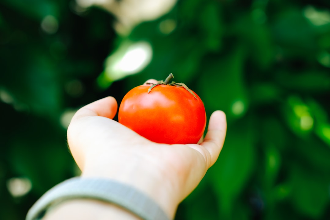 person holding red tomato fruit