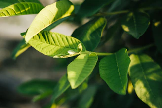 Close-up of vibrant green leaves bathed in soft sunlight.