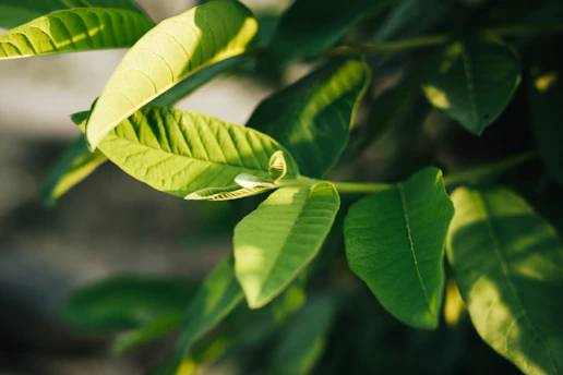 Close-up of vibrant green leaves bathed in soft sunlight.