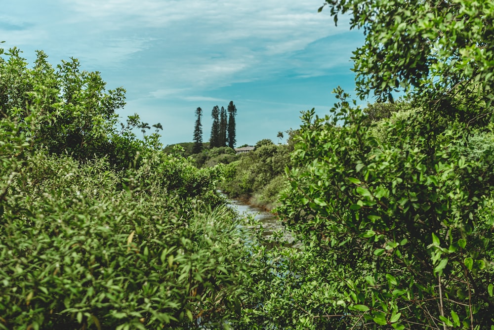 Grüne Bäume und Pflanzen unter blauem Himmel tagsüber