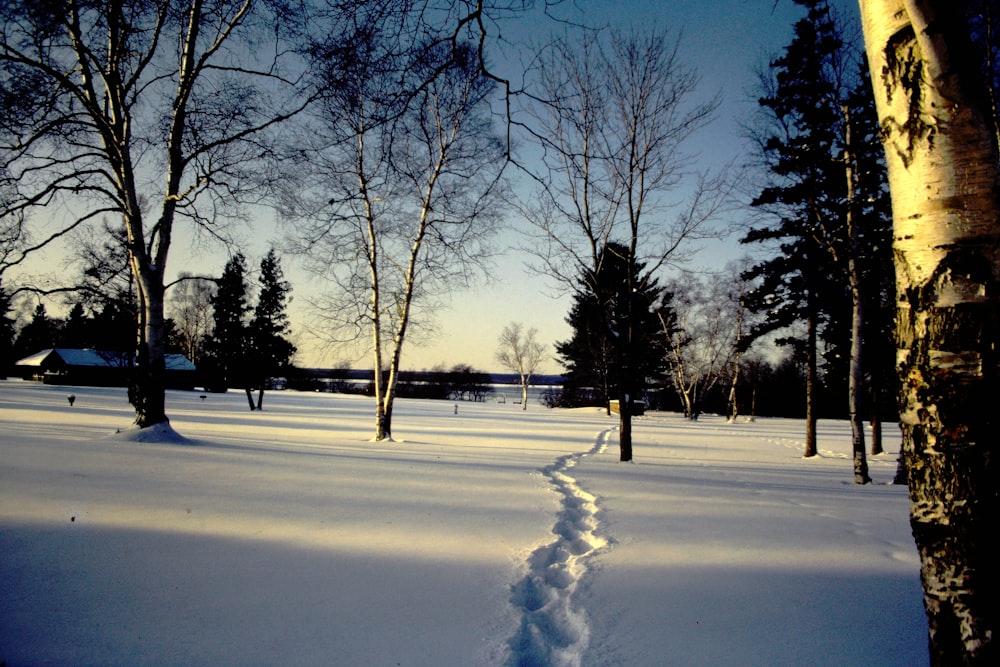 bare trees on snow covered ground during daytime