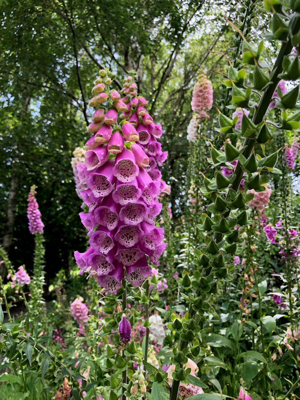 purple flowers with green leaves