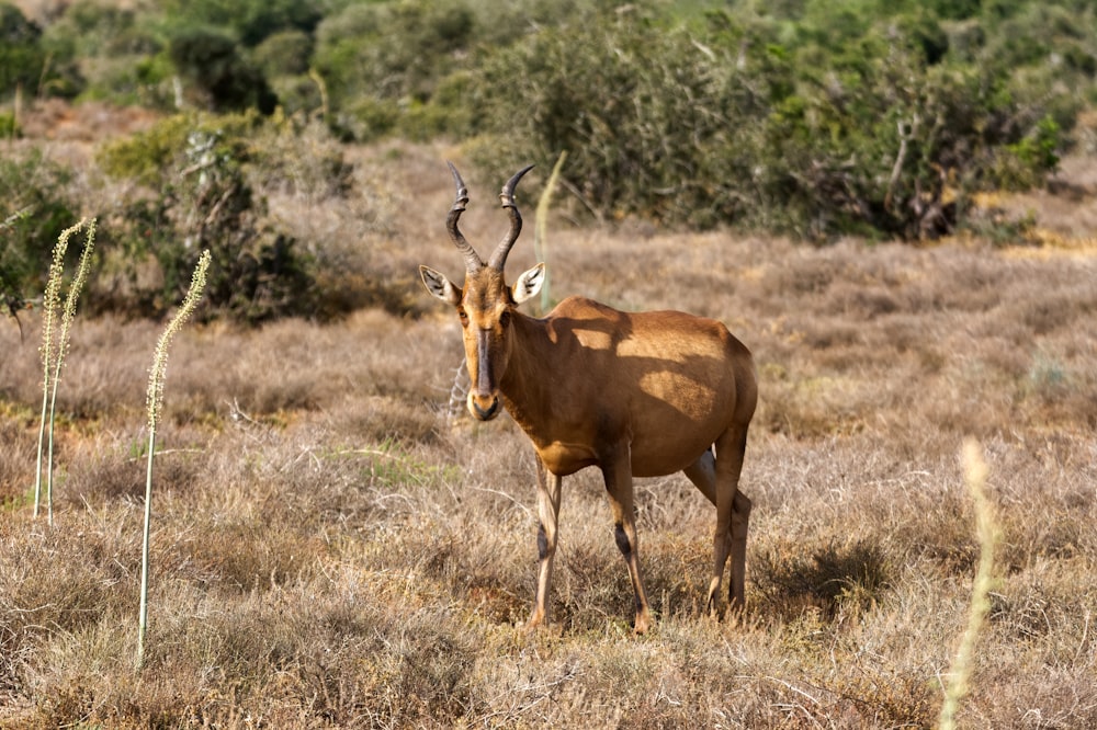 brown animal on brown grass field during daytime