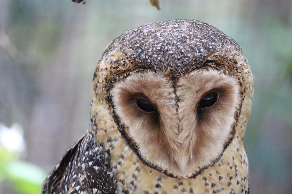 white and black owl in close up photography