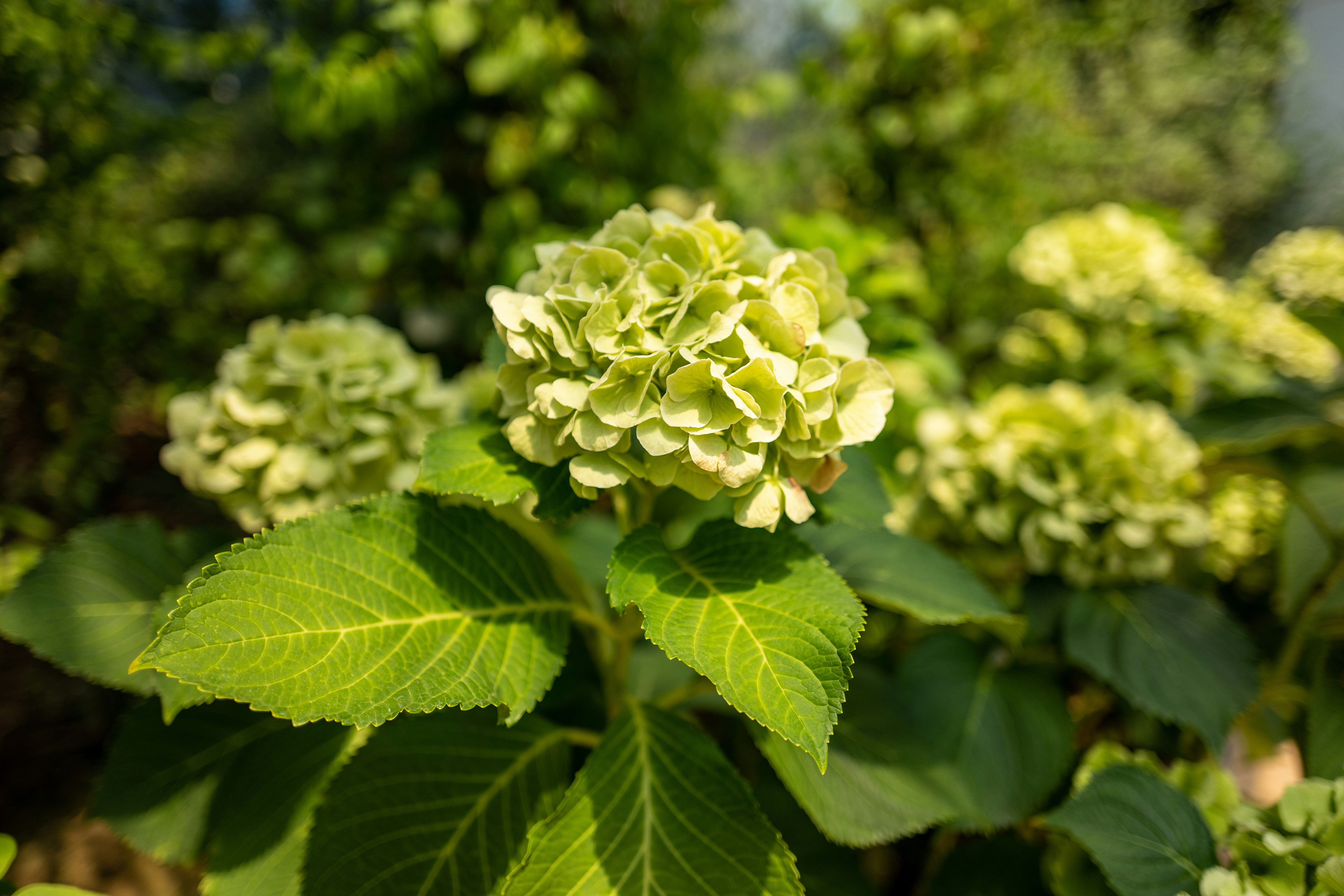 Capullos de flores verdes en lente de cambio de inclinación foto – Imagen  de Flor gratuita en Unsplash, image size:3000x2000