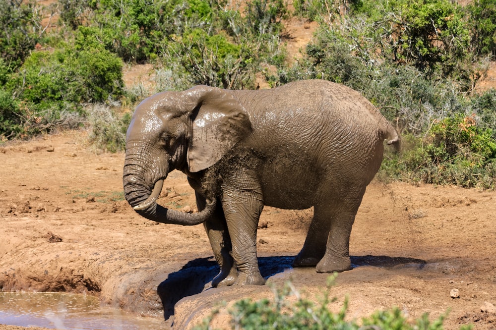 elephant walking on brown dirt during daytime