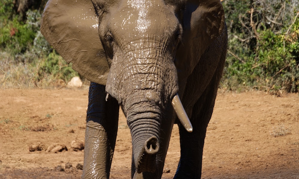 elefante cinzento que caminha no solo marrom durante o dia