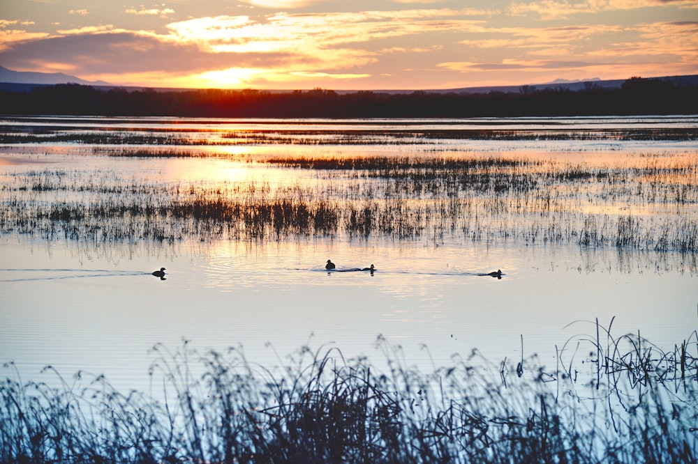 body of water during sunset