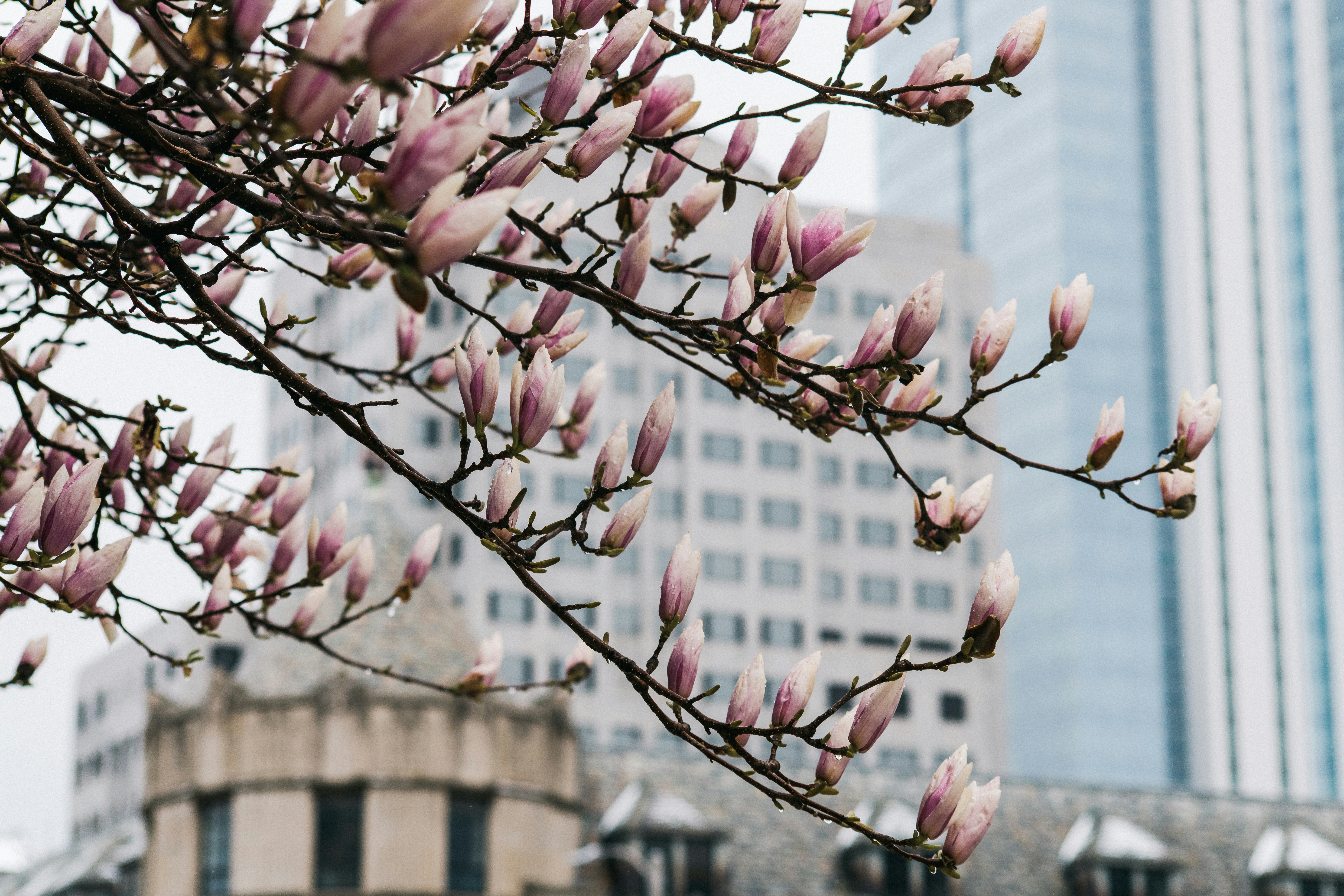 Rosa und weiße Blume in Nahaufnahmen