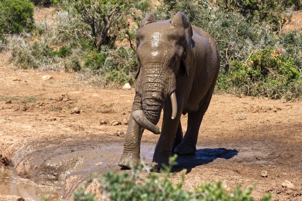 elephant walking on dirt road during daytime