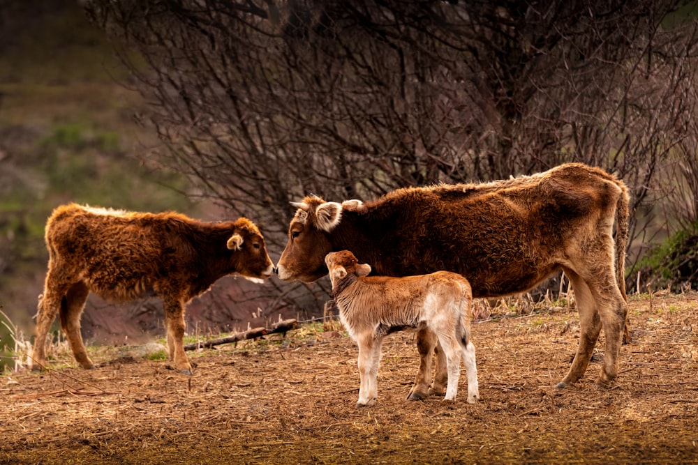 brown and white horses on brown grass field during daytime