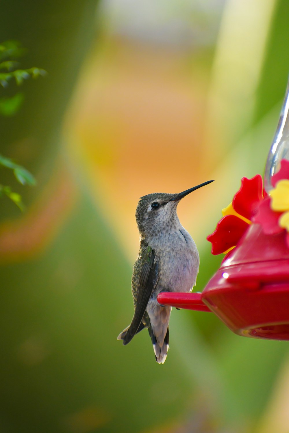 gray and black humming bird on red flower