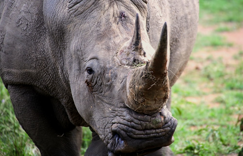 grey rhinoceros on green grass during daytime