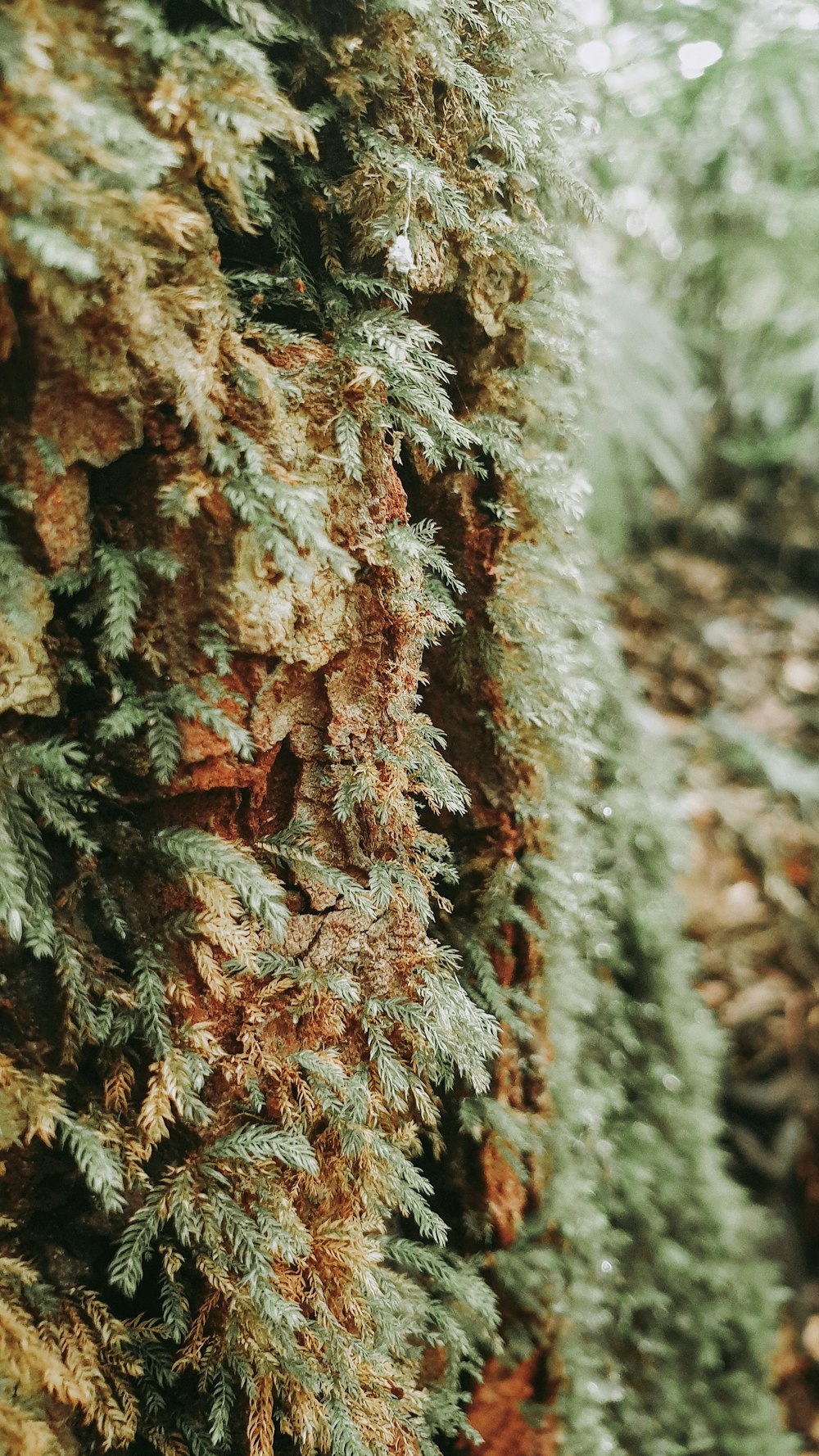 brown and white tree trunk