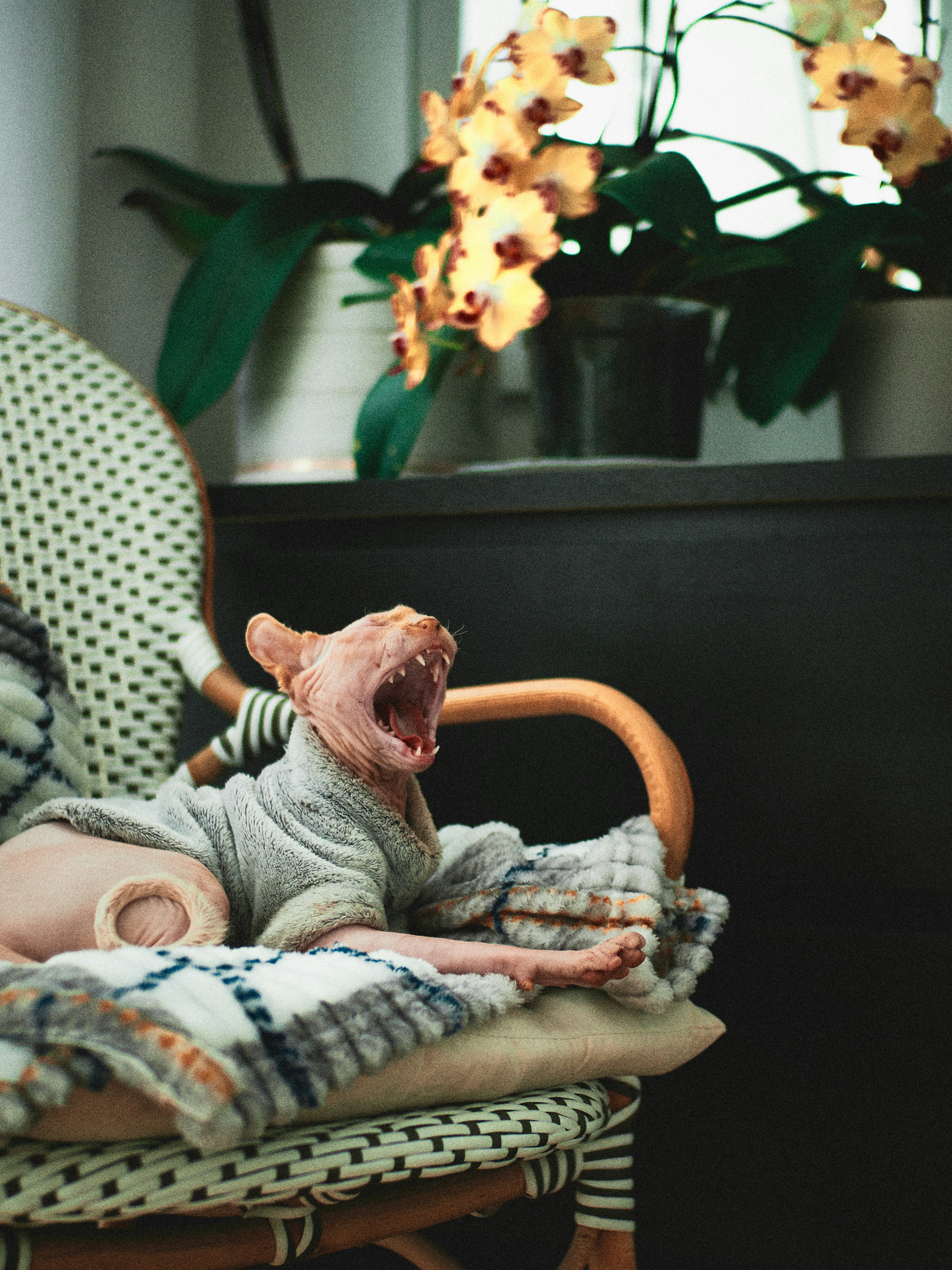 Living With a Sphynx: Daily Affection Rituals (image credits: unsplash)
