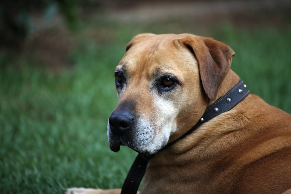 brown short coated dog with black leather collar