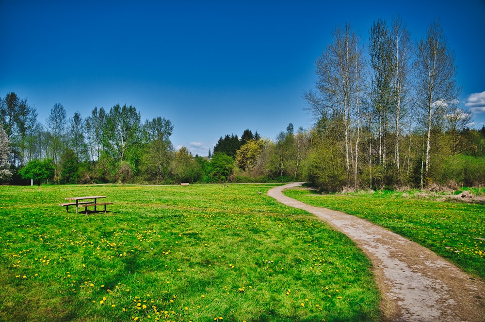 green grass field with trees under blue sky during daytime