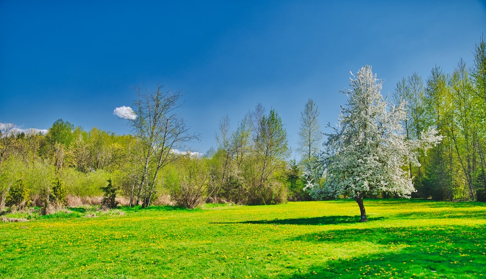 Grünes Grasfeld mit Bäumen unter blauem Himmel tagsüber