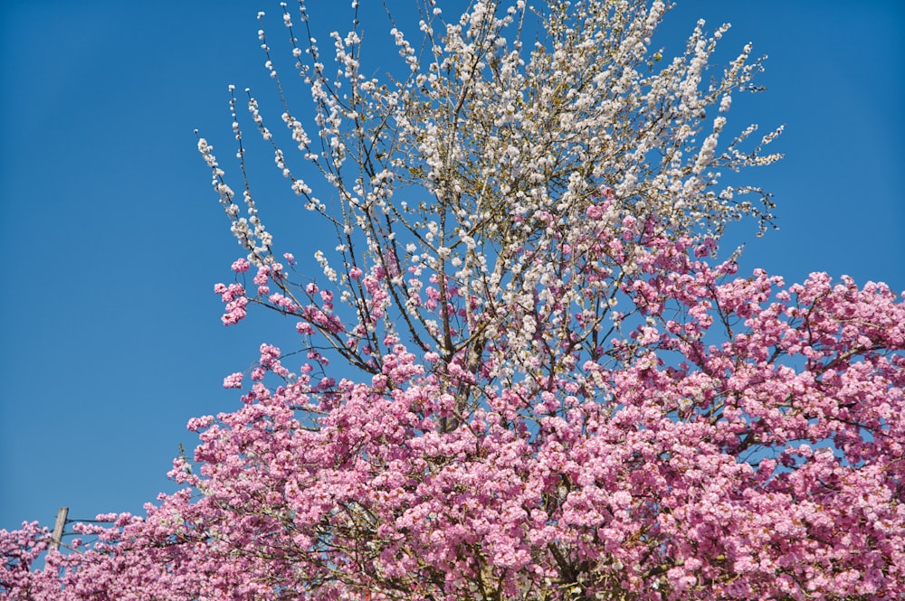 pink flowers under blue sky during daytime