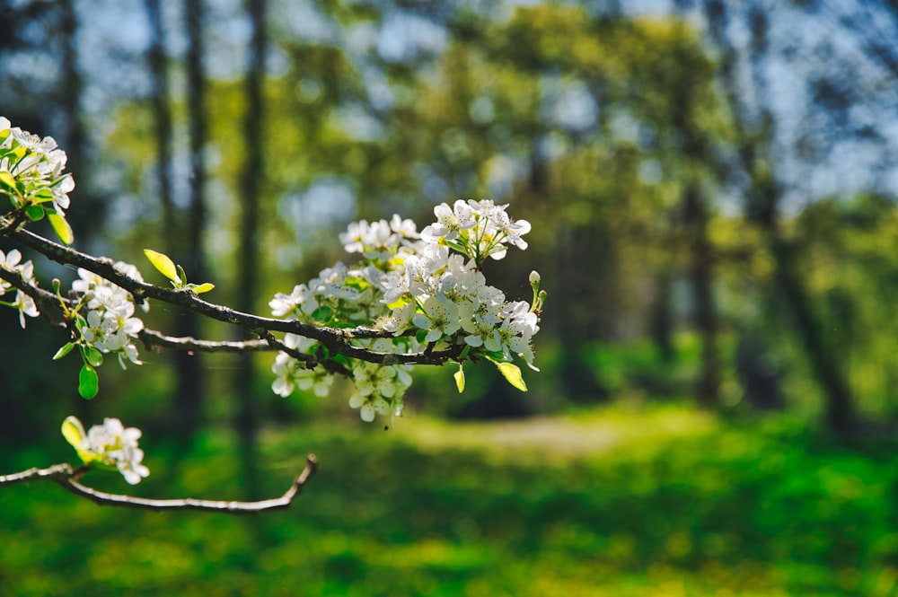 white flowers on brown tree branch