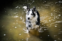 black and white border collie running on water