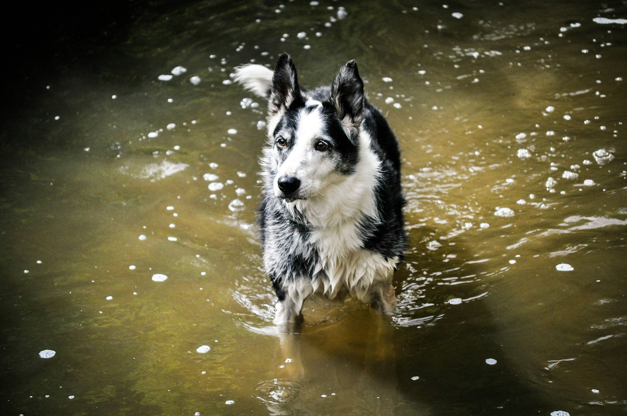 black and white husky running on water