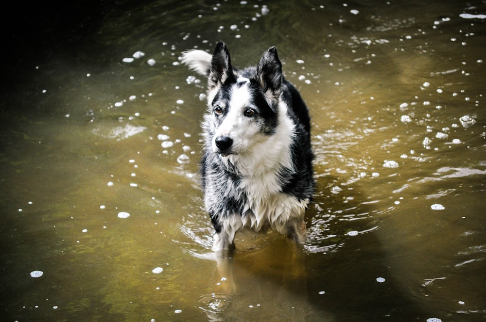 black and white border collie running on water