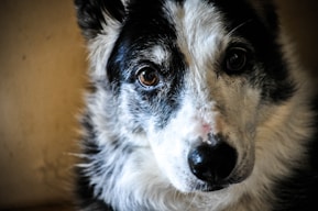 black and white short coated dog