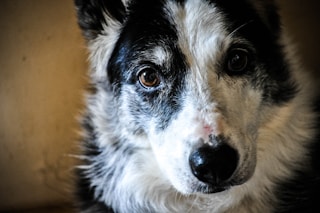 black and white short coated dog