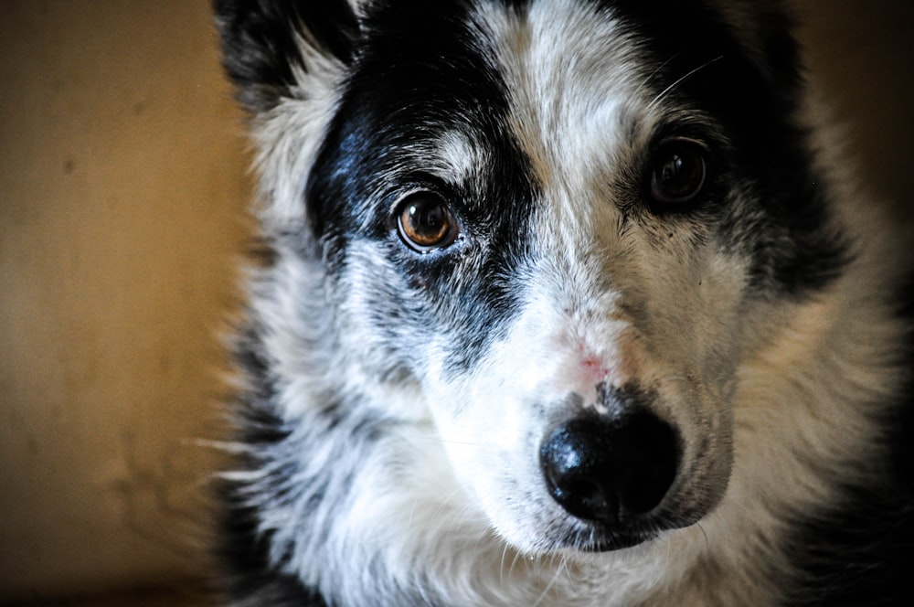 black and white short coated dog