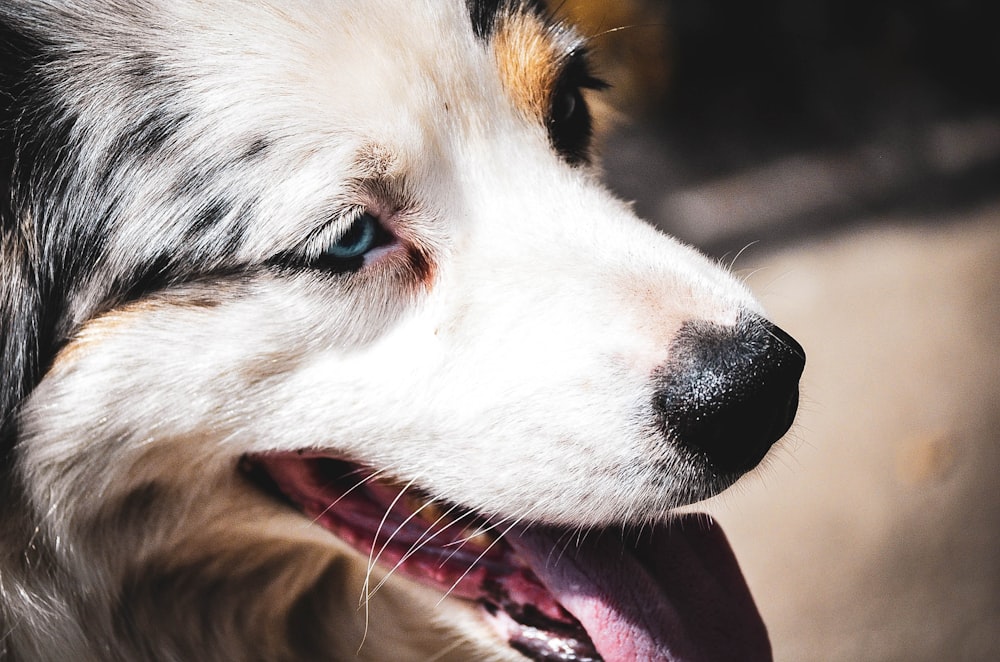 white brown and black short coated dog