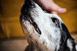 A close-up of a dog's face, featuring black and white fur with visible details around the mouth and nose. The dog is looking upwards, and a human hand gently pets its head, suggesting a moment of interaction between the pet and the owner. The background is blurred with a soft, warm tone.