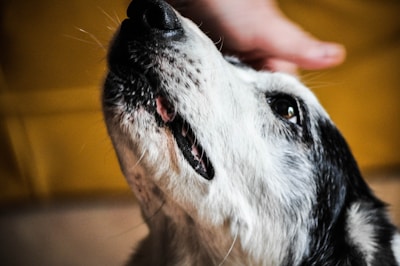 A close-up of a dog's face, featuring black and white fur with visible details around the mouth and nose. The dog is looking upwards, and a human hand gently pets its head, suggesting a moment of interaction between the pet and the owner. The background is blurred with a soft, warm tone.