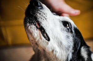 A close-up of a dog's face, featuring black and white fur with visible details around the mouth and nose. The dog is looking upwards, and a human hand gently pets its head, suggesting a moment of interaction between the pet and the owner. The background is blurred with a soft, warm tone.