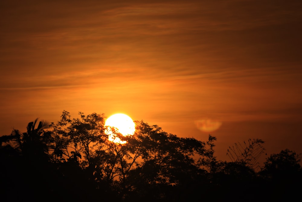 silhouette of trees during sunset