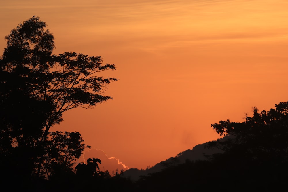 silhouette of trees on mountain during sunset