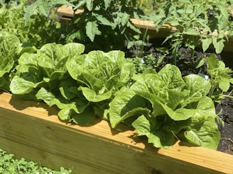Vibrant green lettuce and rucola growing side by side in neat greenhouse beds.