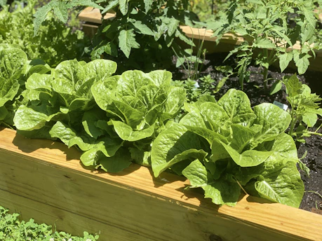 Bright green lettuce plants are thriving in a wooden raised garden bed. The lettuce leaves are crisp and densely packed, surrounded by other plants and a rich, dark soil. The sunlight enhances the natural vividness of the leaves, suggesting a healthy and well-maintained garden.