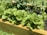 Bright green lettuce plants are thriving in a wooden raised garden bed. The lettuce leaves are crisp and densely packed, surrounded by other plants and a rich, dark soil. The sunlight enhances the natural vividness of the leaves, suggesting a healthy and well-maintained garden.